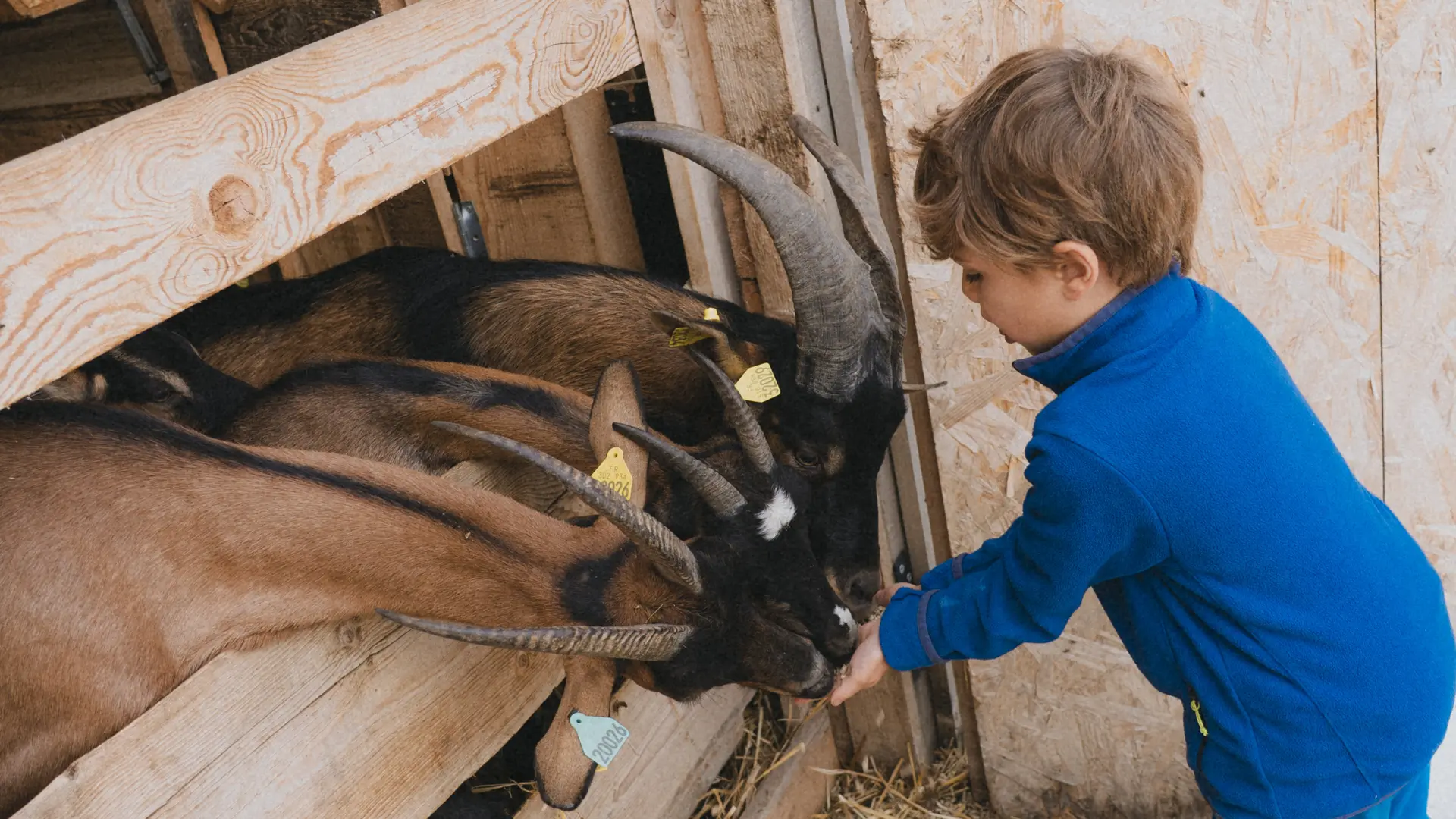 les enfants nourrissent les chèvres