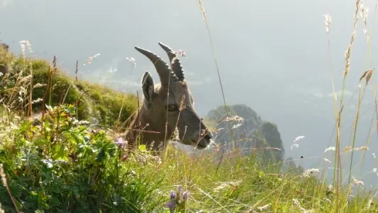 La Dent d'Oche à 4 kms