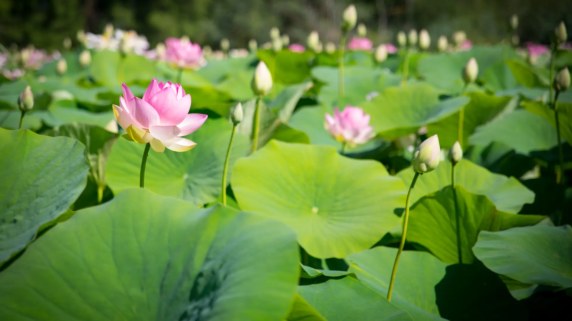 Lotus recouvrant l'étang de Fontmerle à Mougins