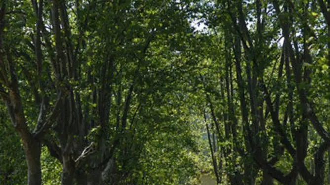 Cuillette de Pomme dans le verger du domaine de la Portanière