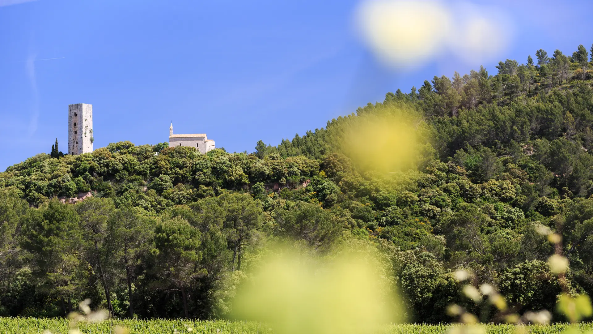 Vue du vignoble