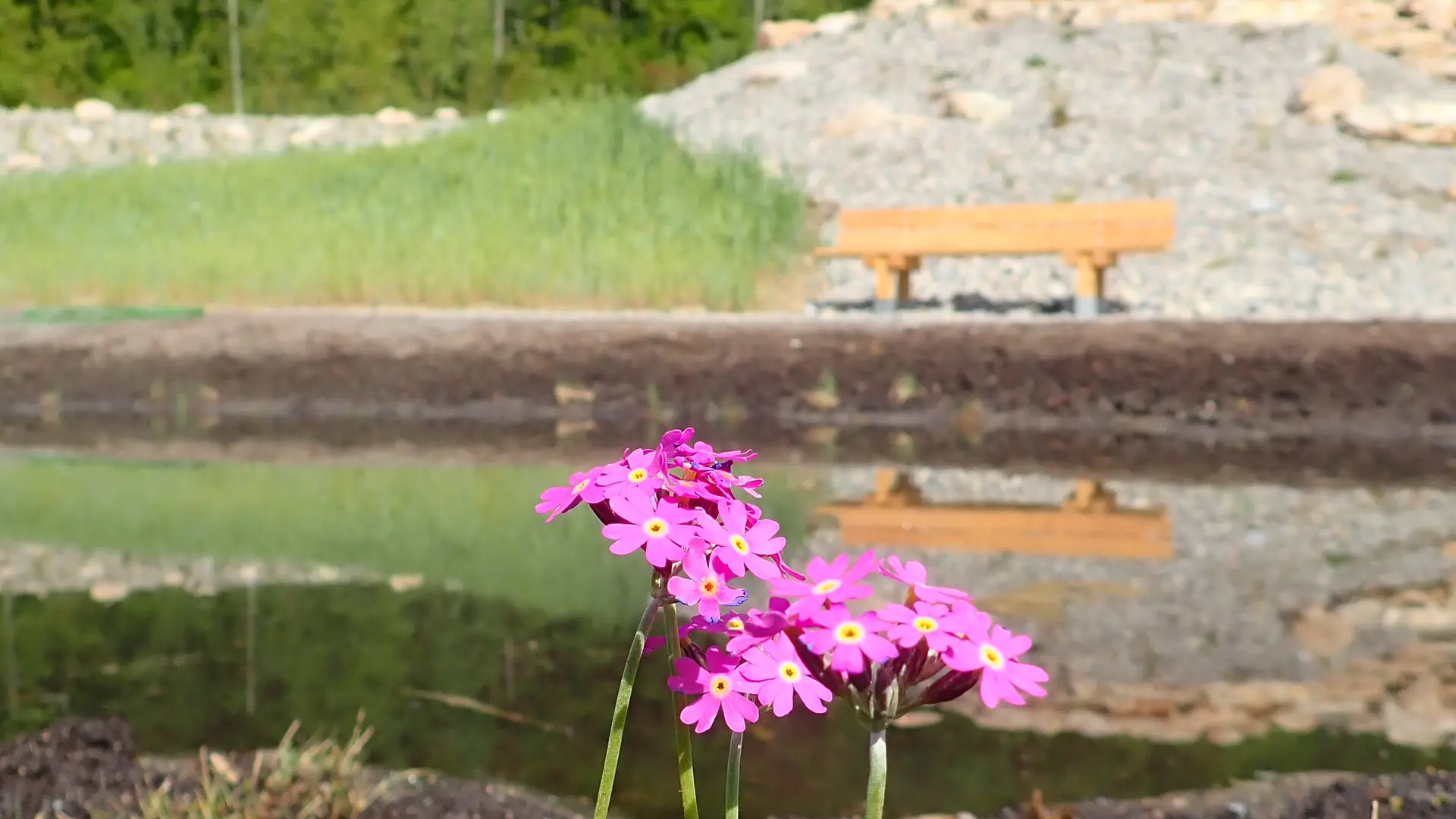 Première floraison au jardin alpin