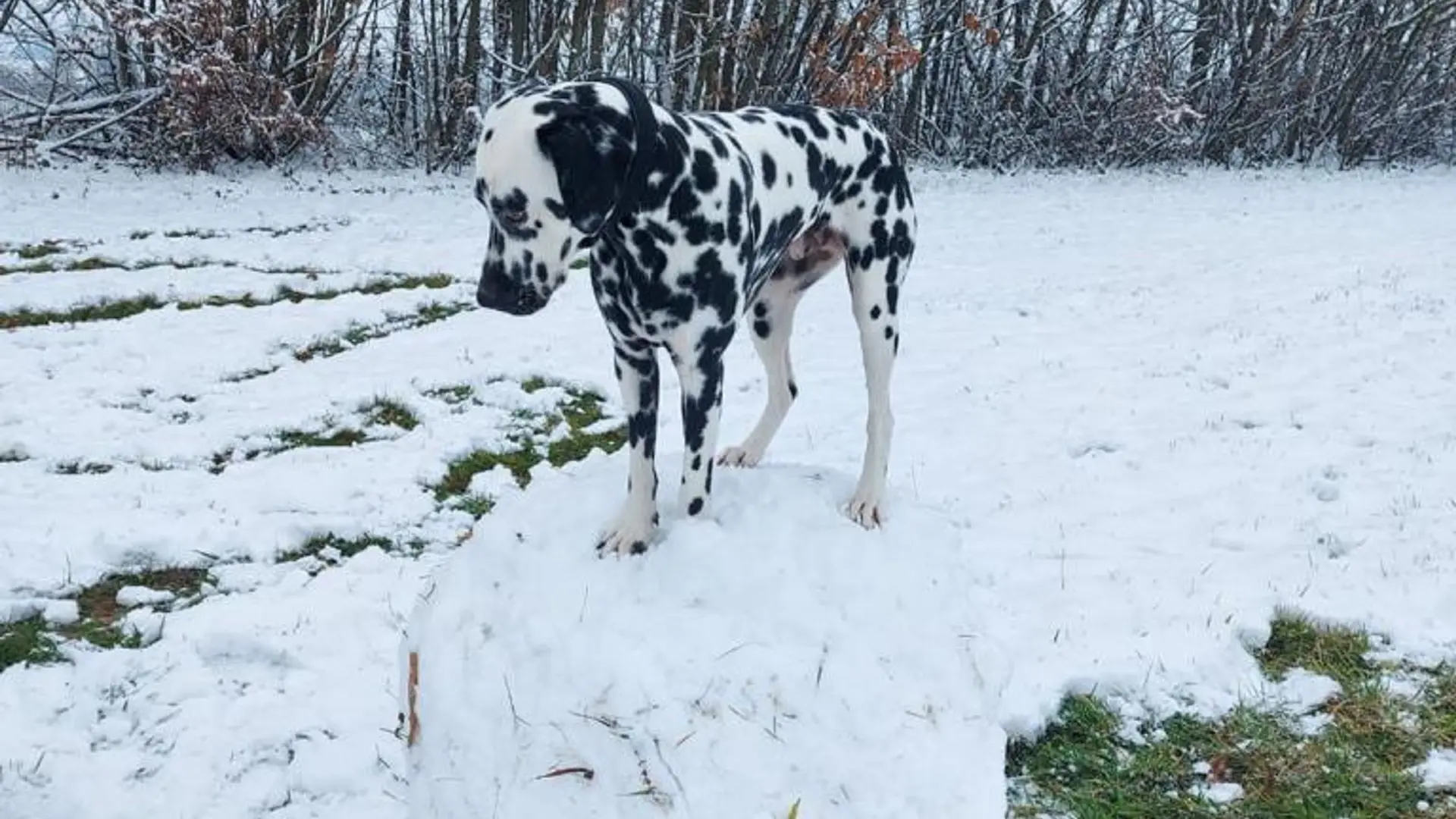 le dalmatien sur sa boule de neige