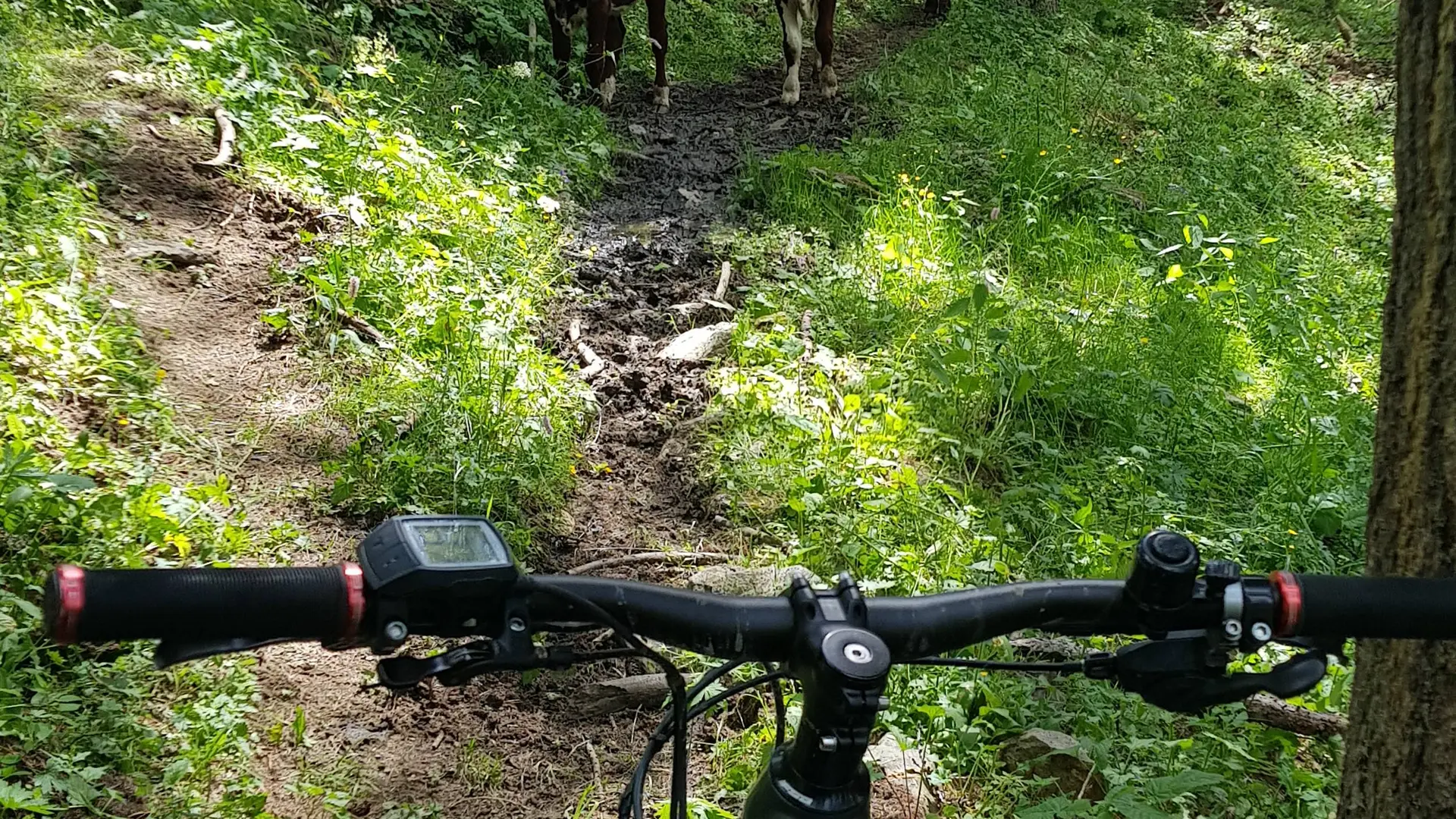 Vache de Clot Besson