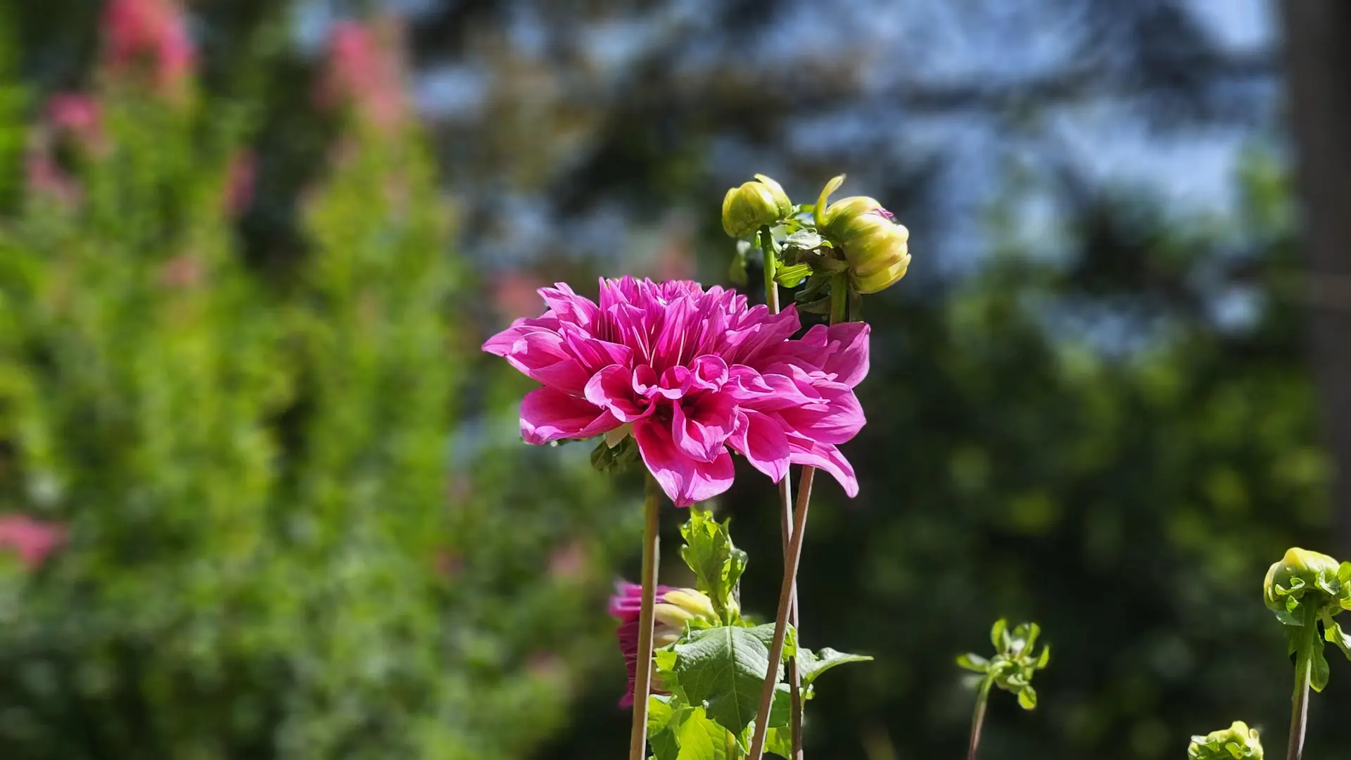 Jardin des Fontaines Pétrifiantes