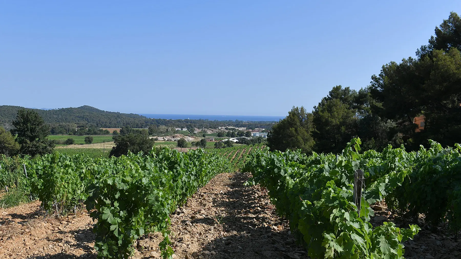 Vignoble du domaine des Myrtes