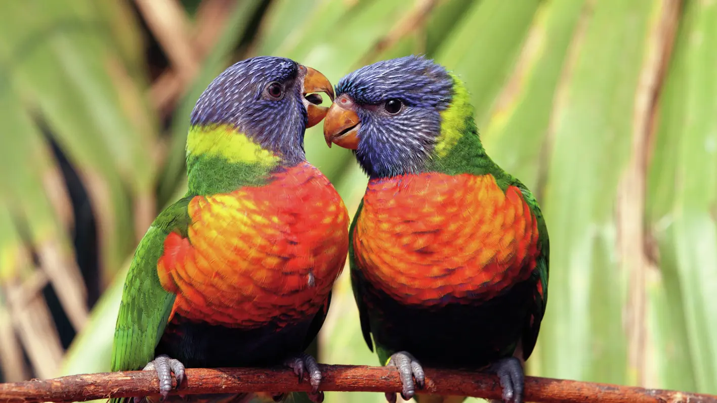 Couple de loriquets