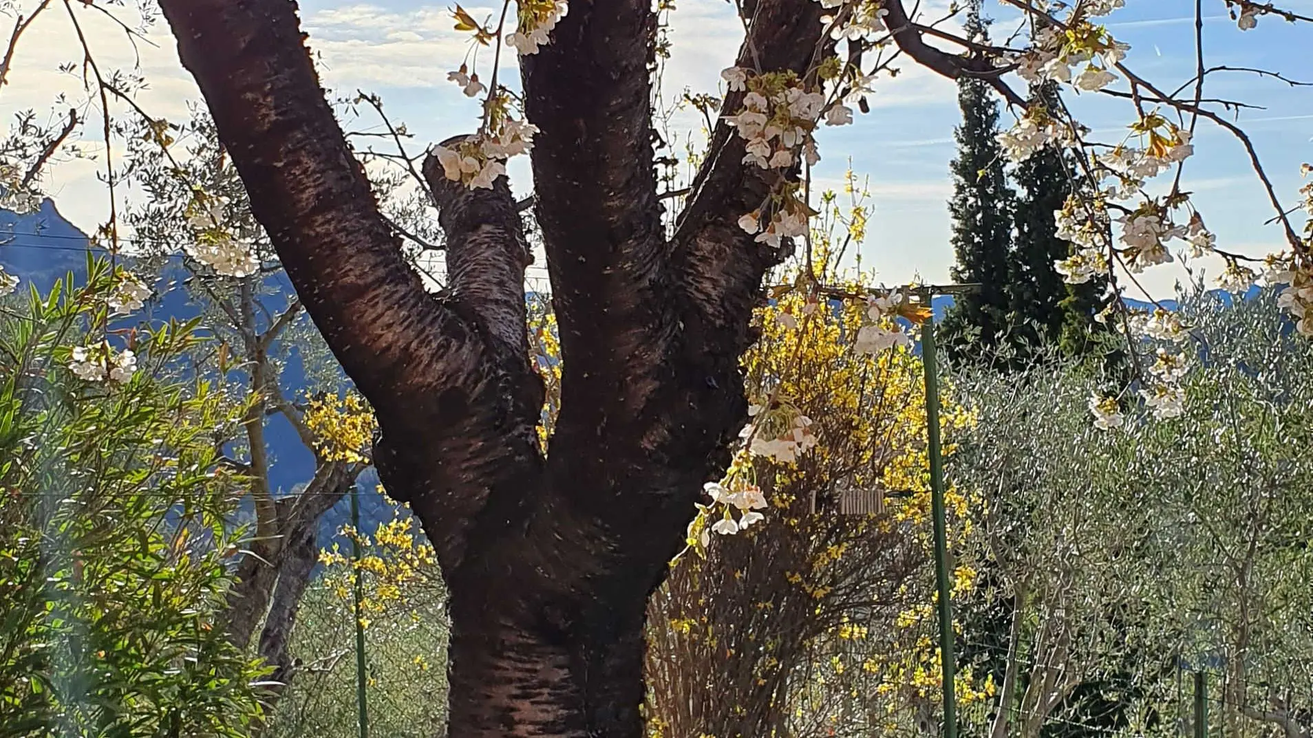 La Vistarella-Jardin-Pierrefeu-Gîtes de France Alpes-Maritimes