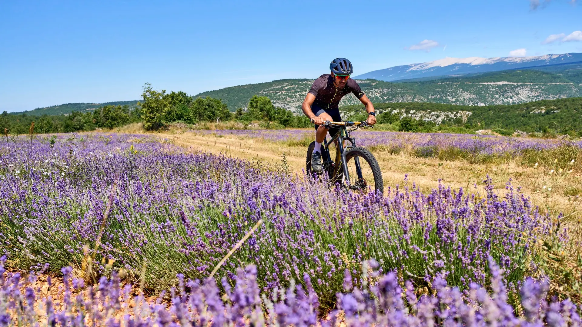 Lavandins et Mont-Ventoux