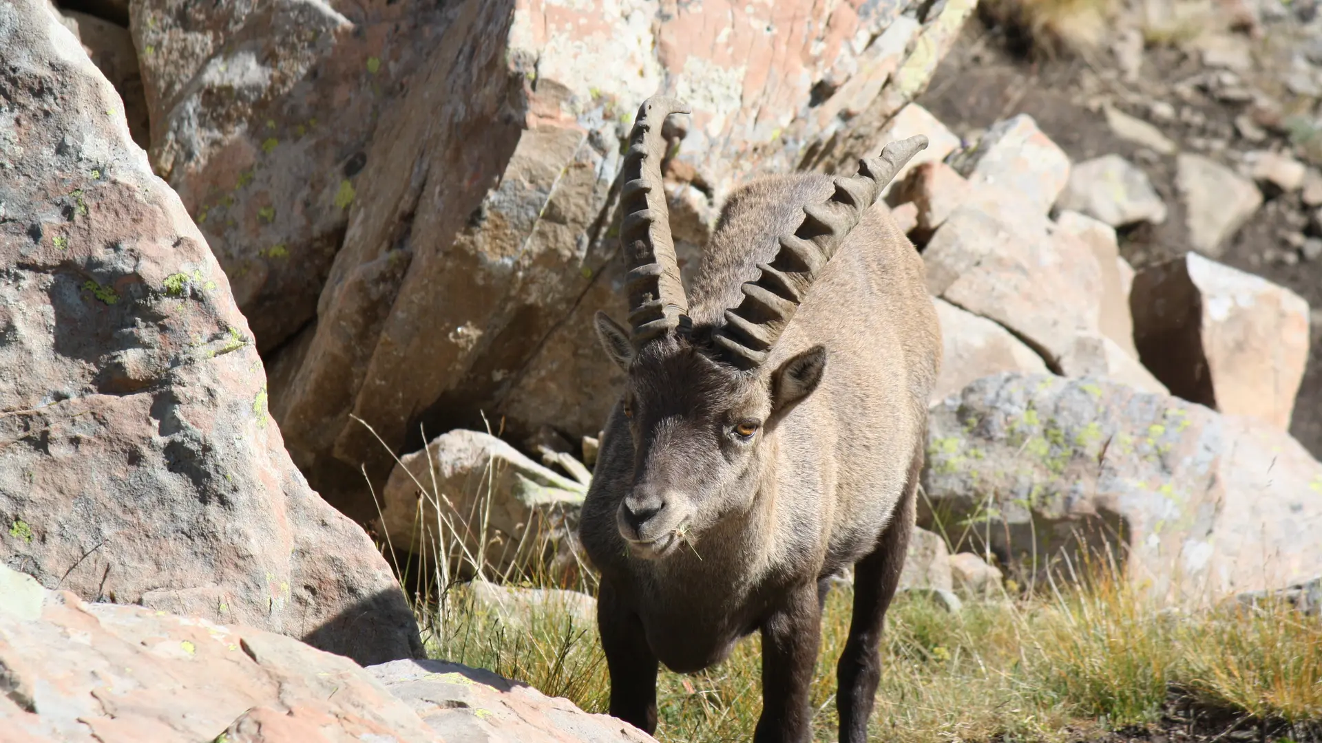 Randonnée faune sauvage Rando Terres d'Azur