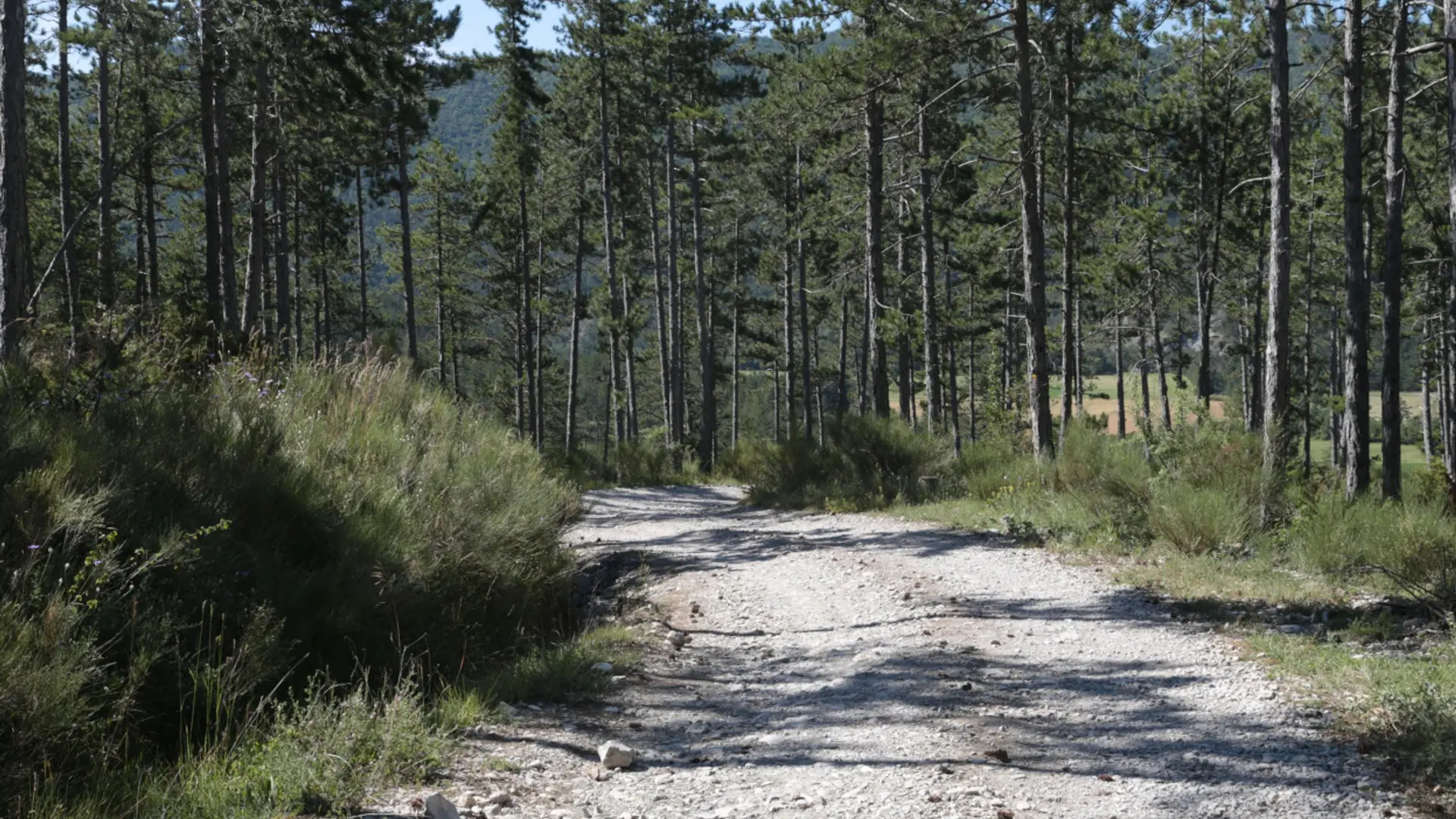 Une balade dans la forêt