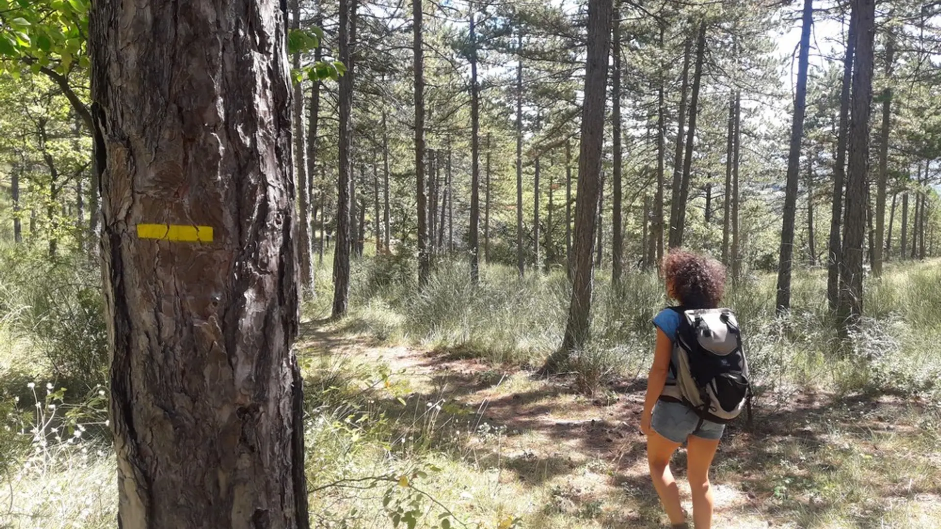 Forêt Domaniale de Montfuron