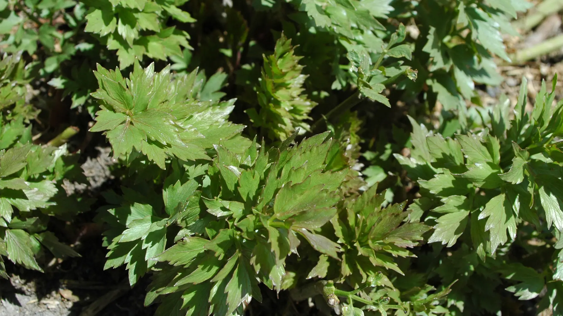 Ache de montagne ou céléri sauvage