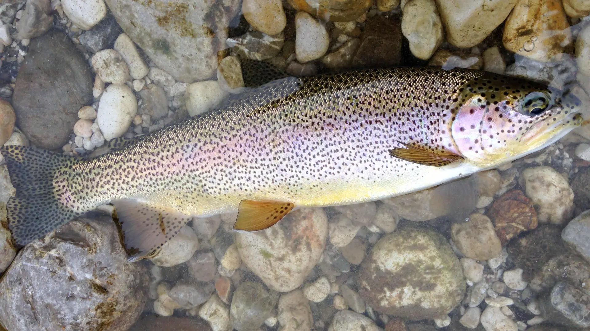 Éclosion pêche - Moniteur guide de pêche