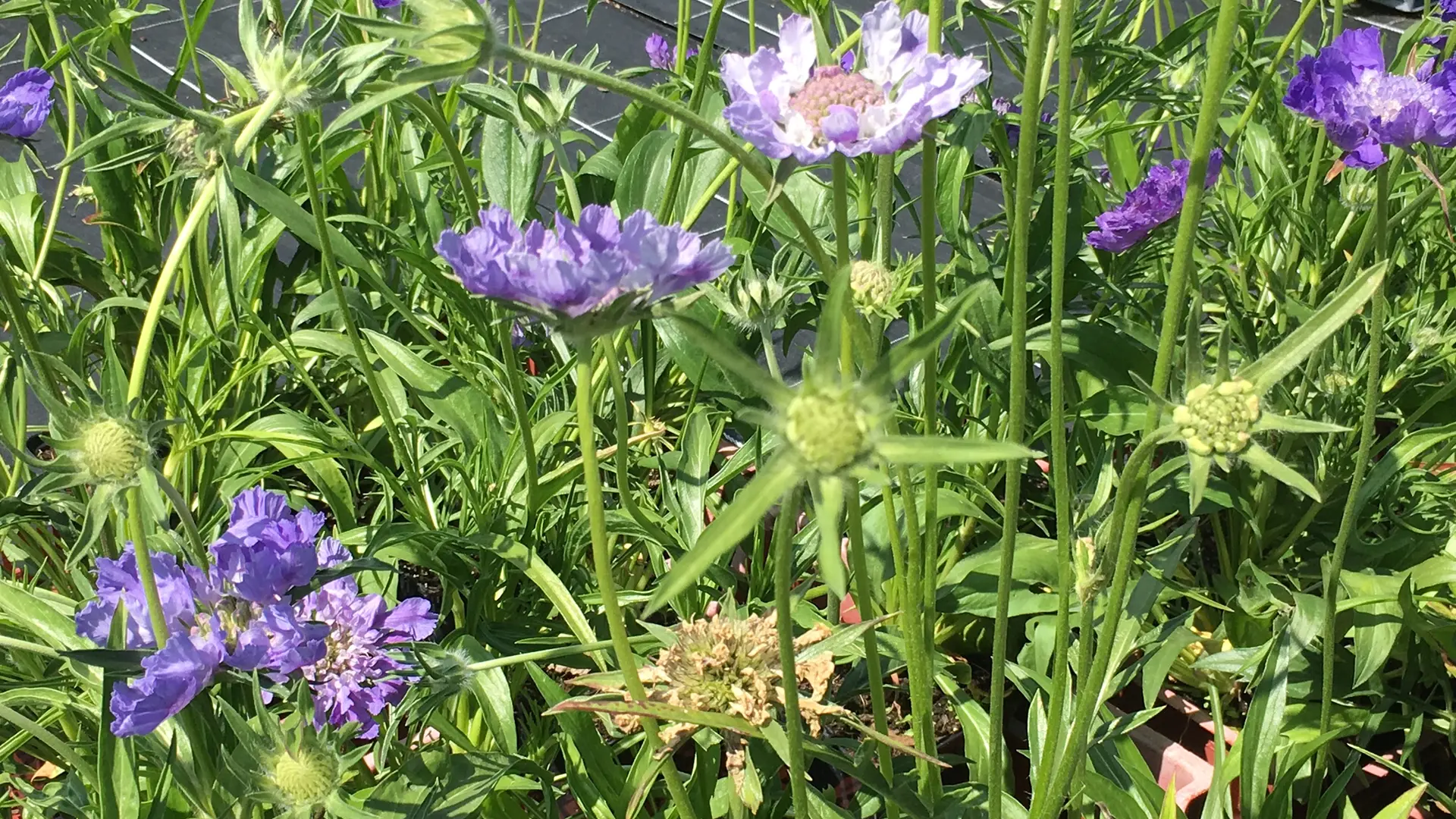 jardins_de_montagne_haberelullin