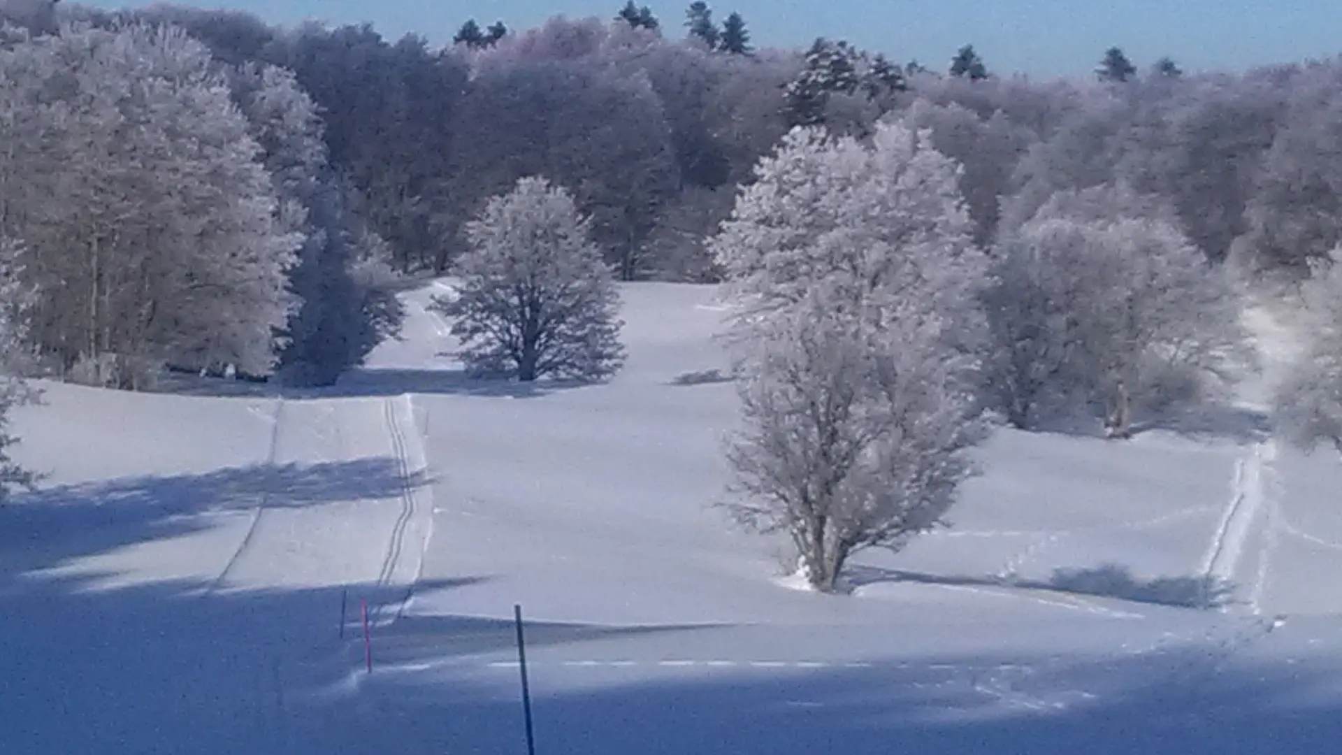 Itinéraire entre les arbres enneigés