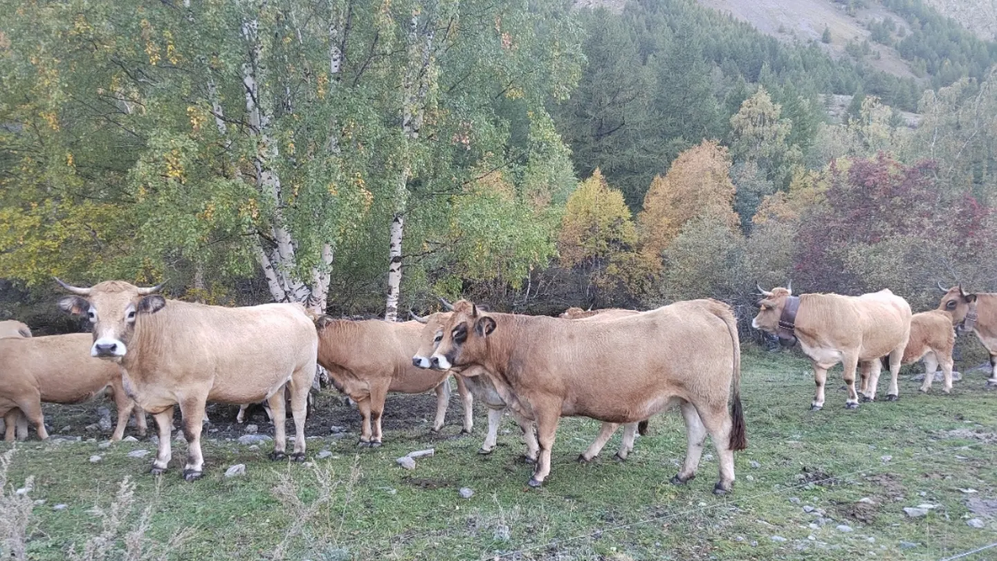 vache aubrac à Villar d'arène