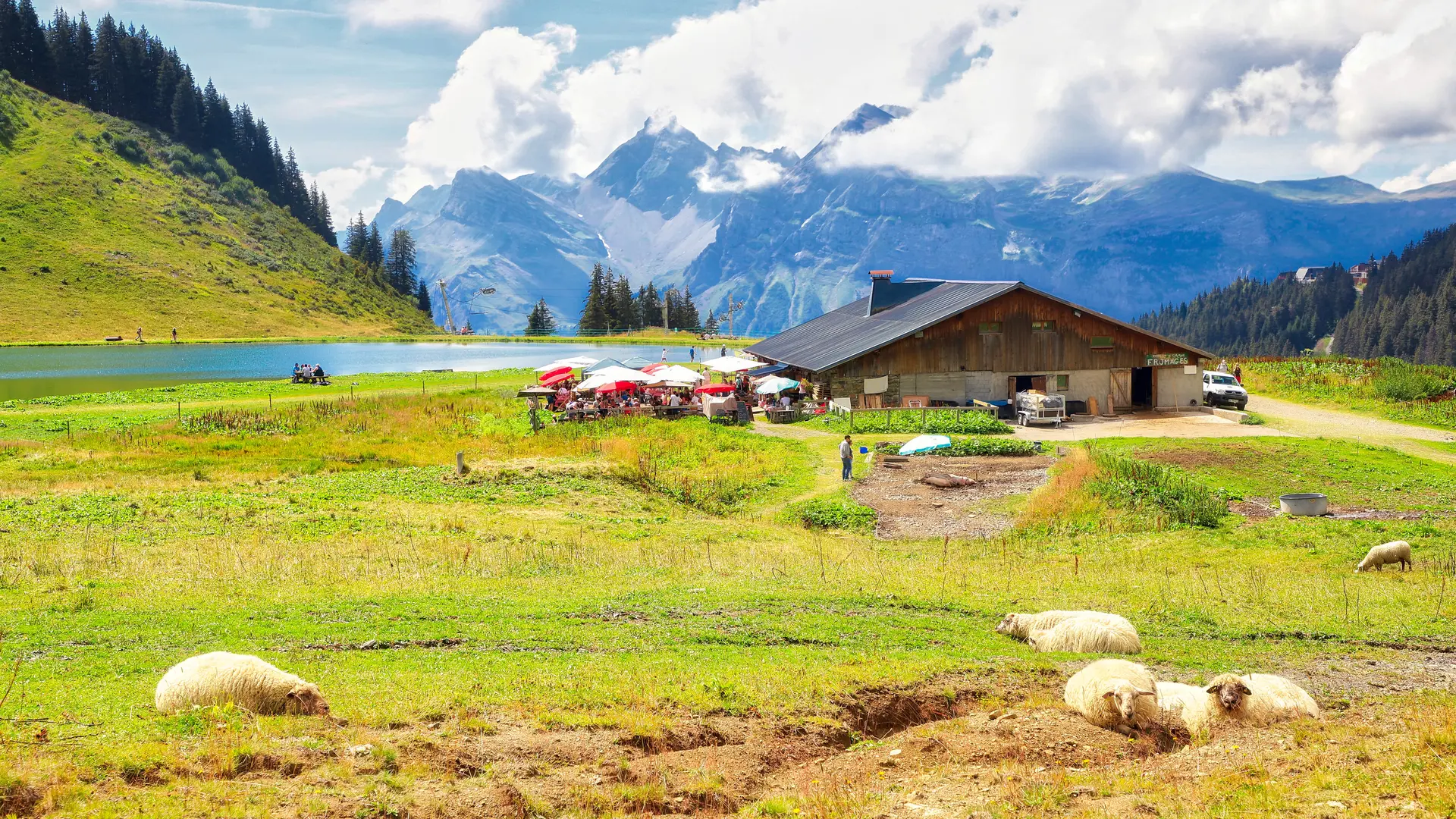 L'alpage et moutons