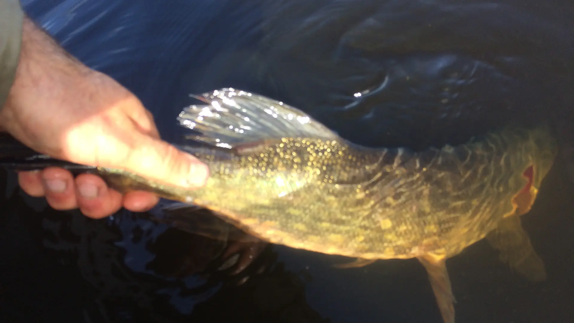 Remise à l'eau d'un brochet du lac de Paladru