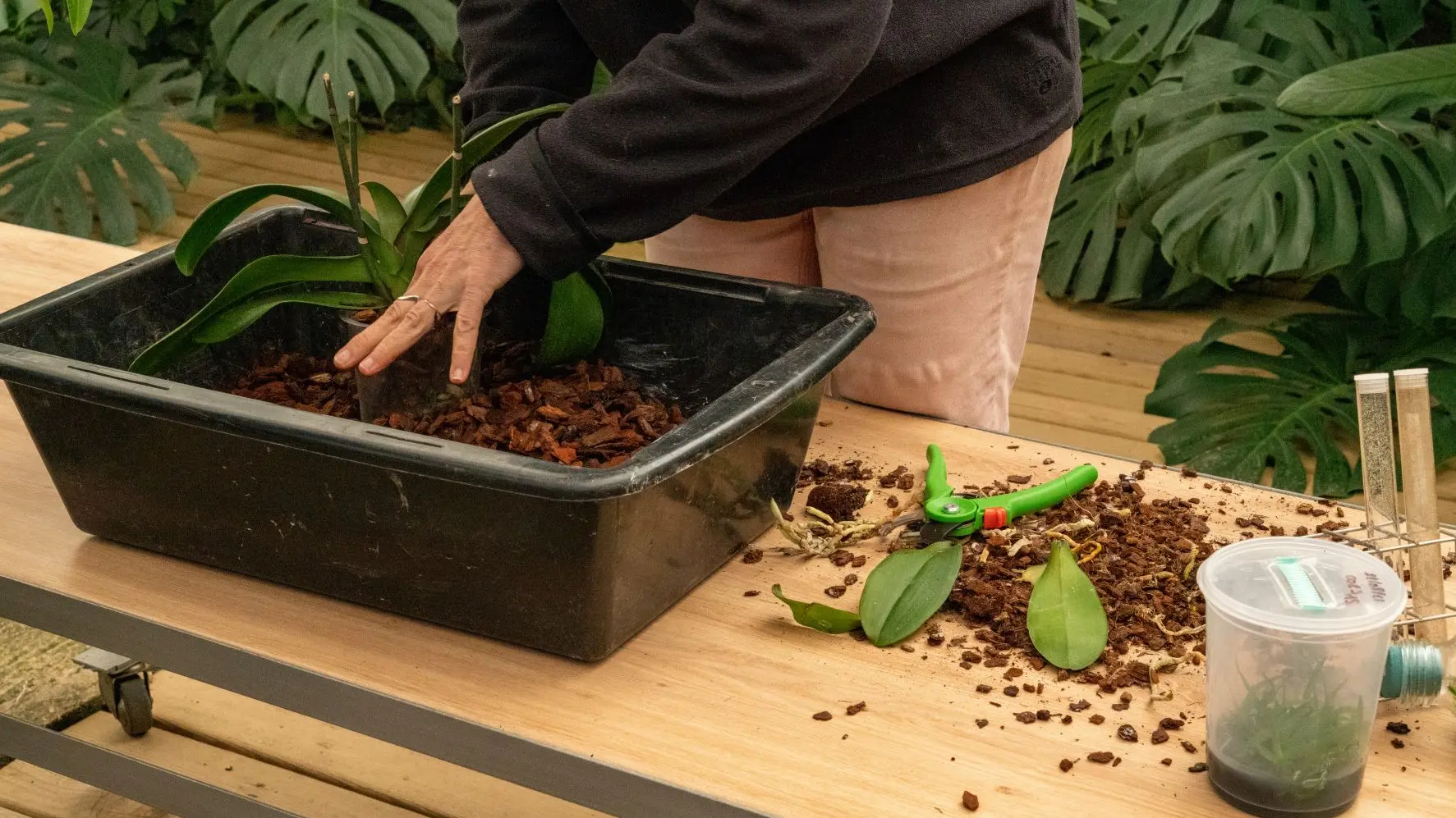 Leçon de botanique_Roquebrune-sur-Argens