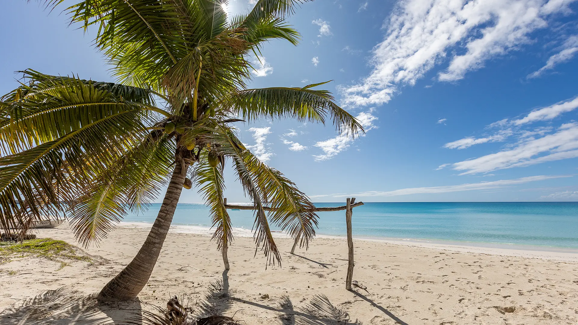 Coconut palm on the beach