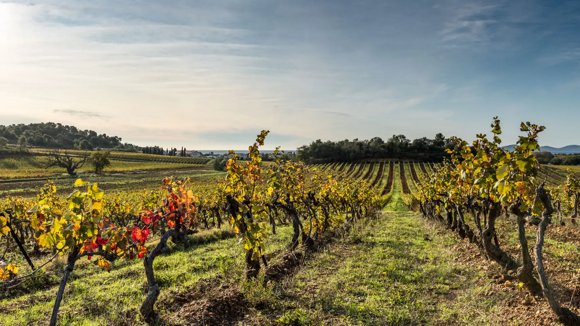 Château des Bormettes les vignes