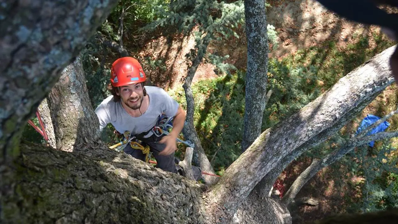 Robin dans les cimes des arbres