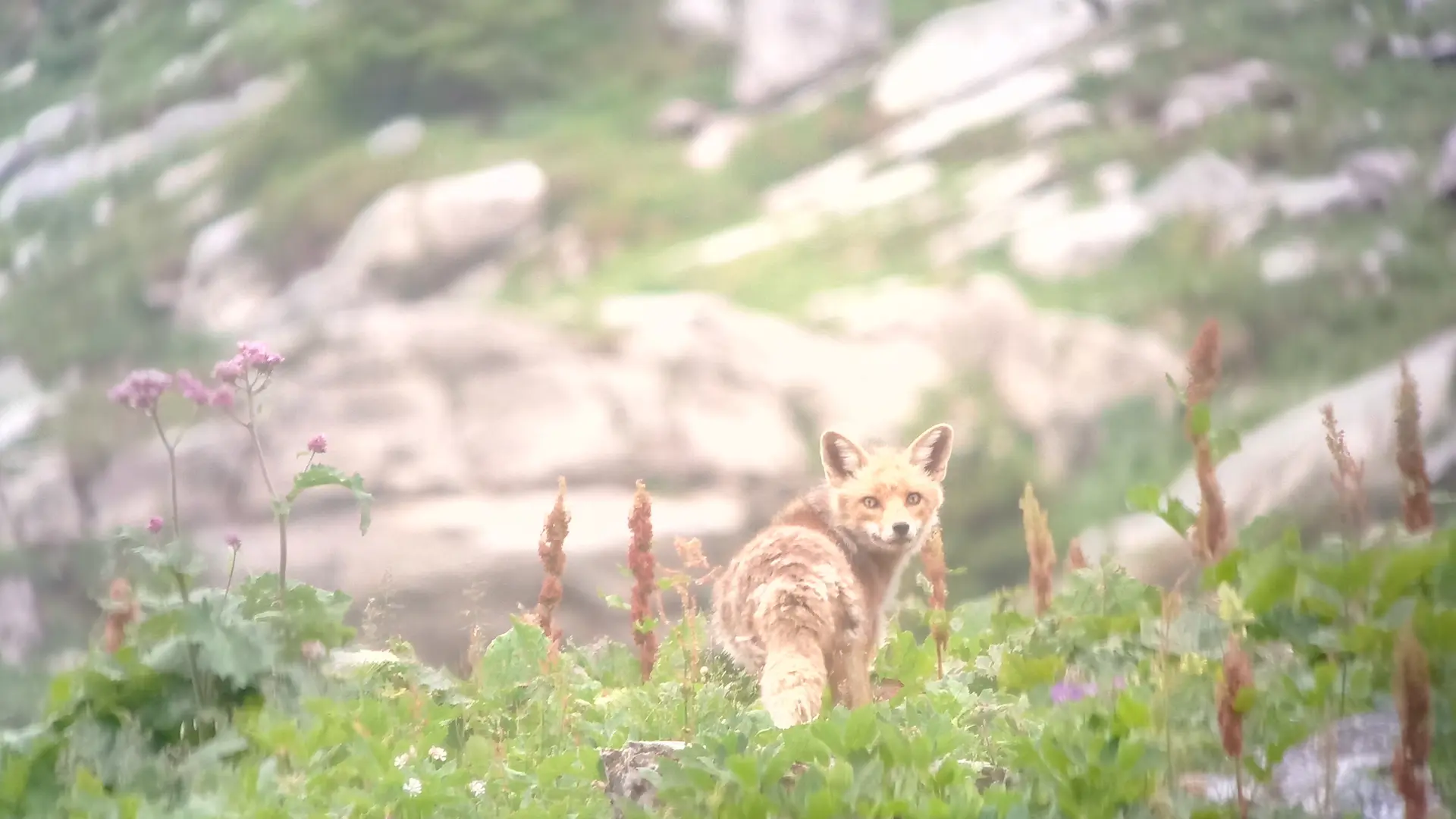 renard