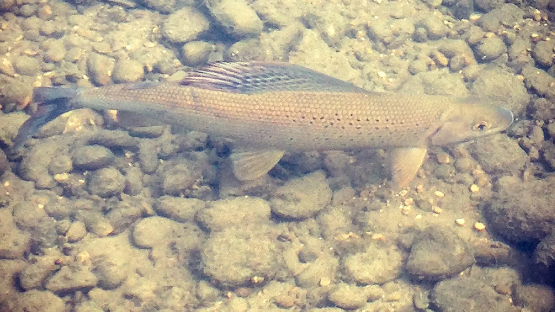 Éclosion pêche - Moniteur guide de pêche