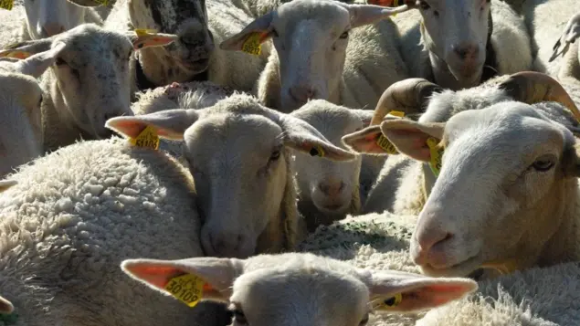 GAEC Des Valentins_Châteauroux-les-Alpes