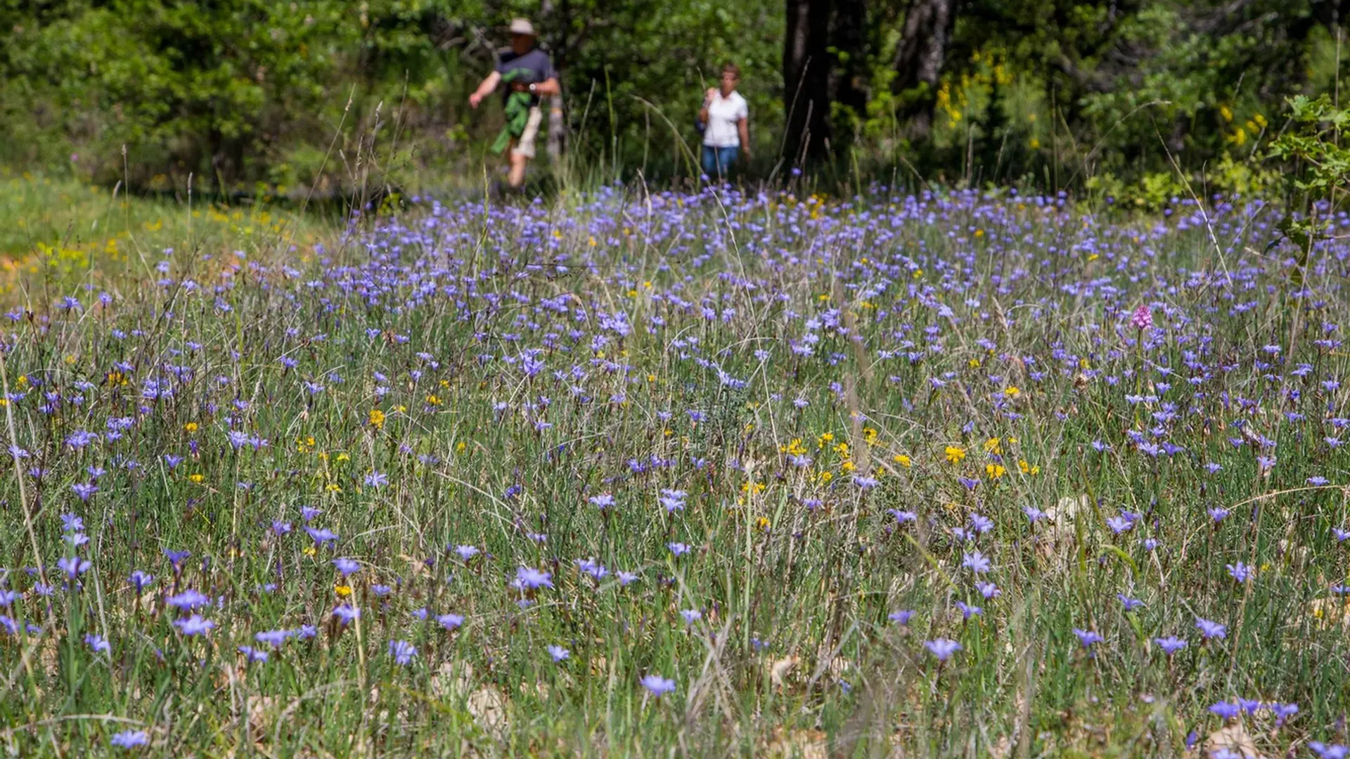 Colline de La Bruyère