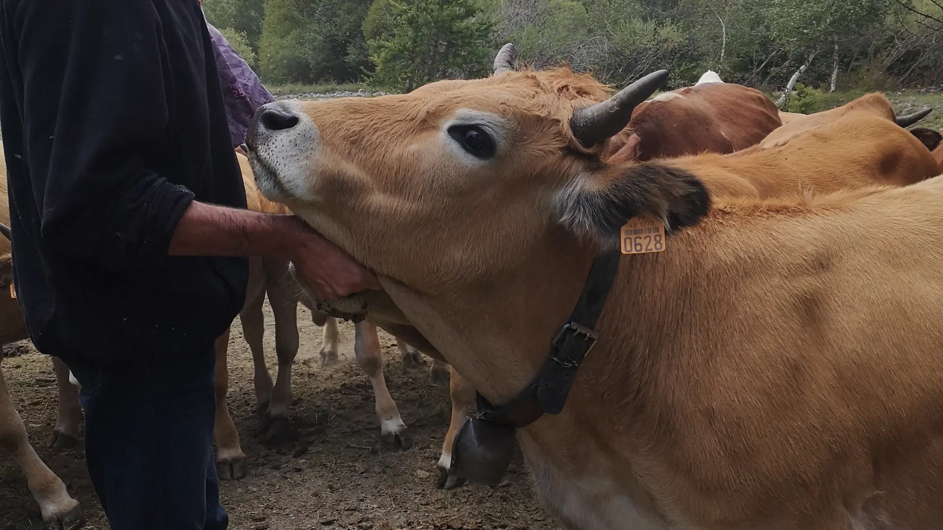 Bertrand et son troupeau de vache