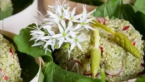 Taboulé Quinoa Ail des ours