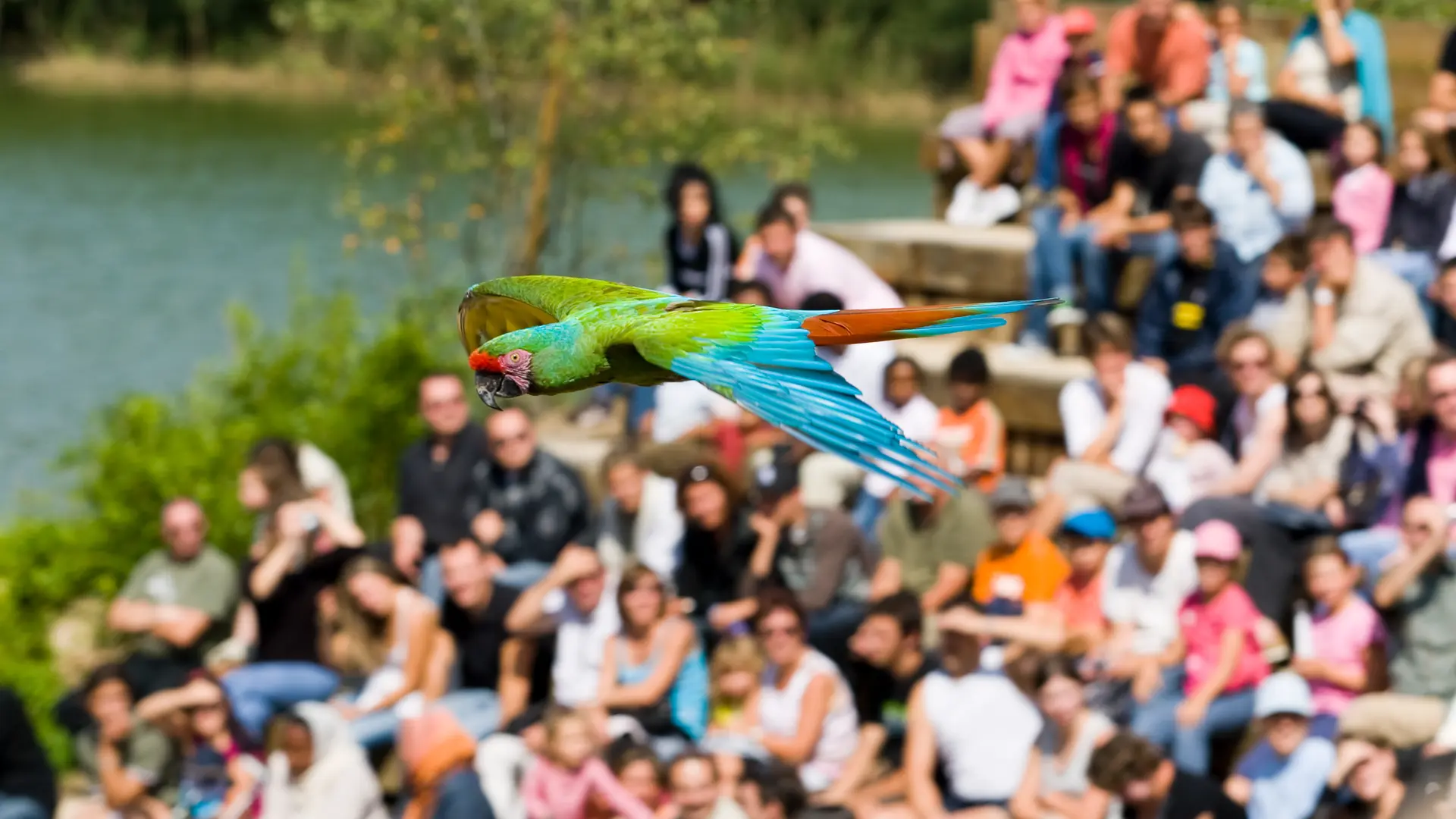 Ara spectacle d'oiseaux en vol