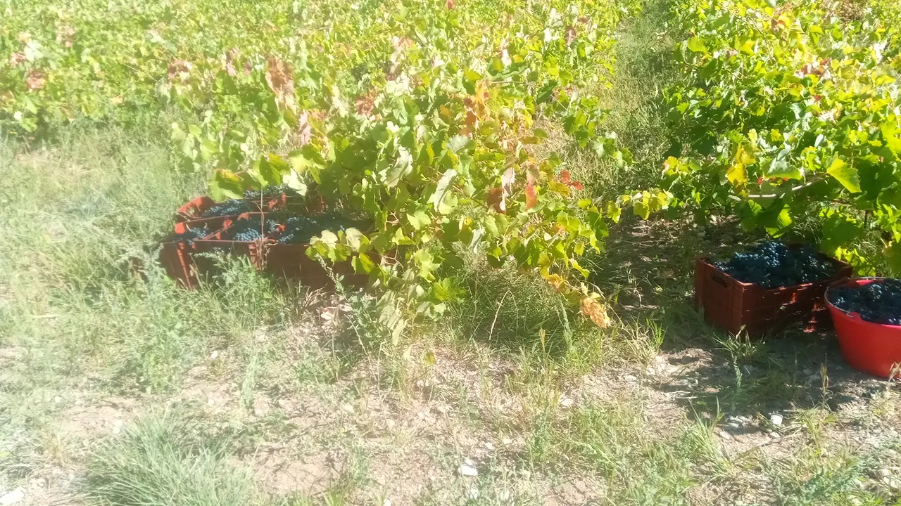 Vendanges