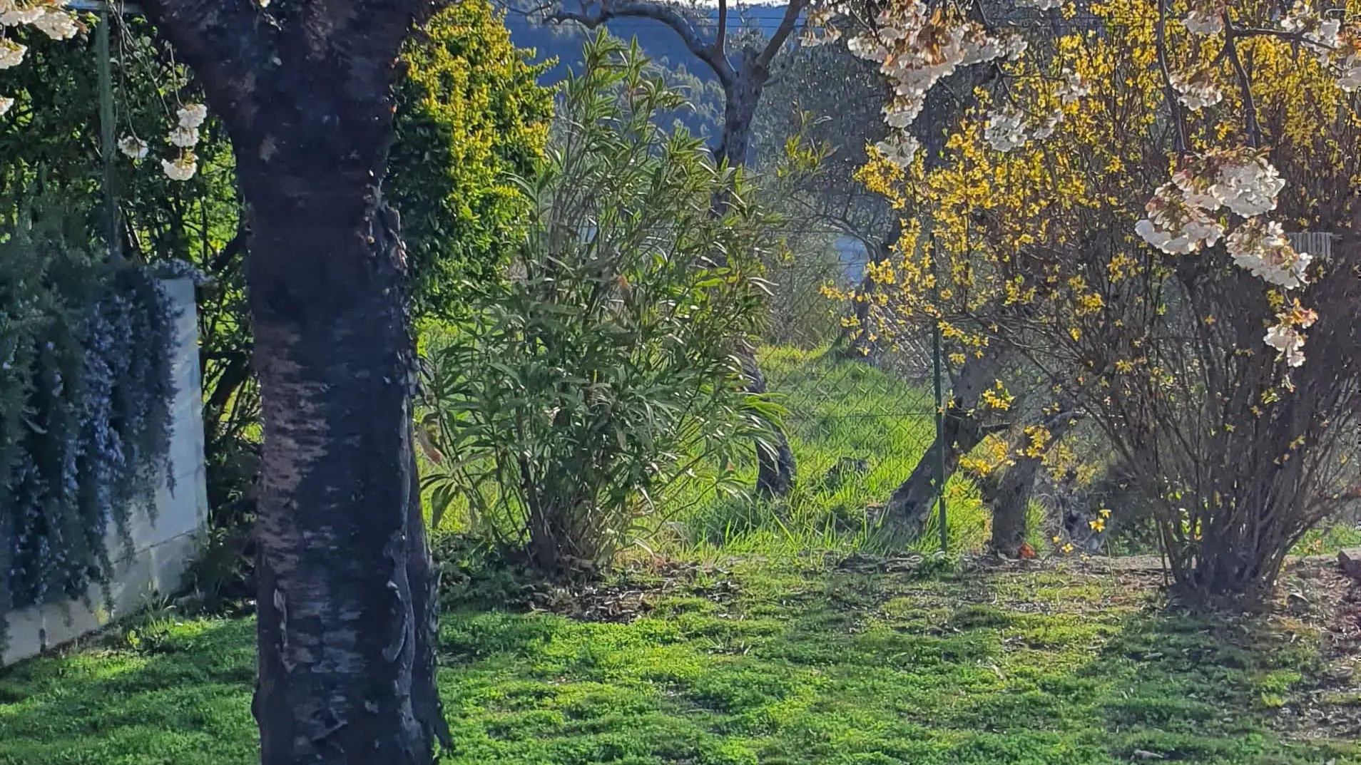 La Vistarella-Jardin-Pierrefeu-Gîtes de France Alpes-Maritimes