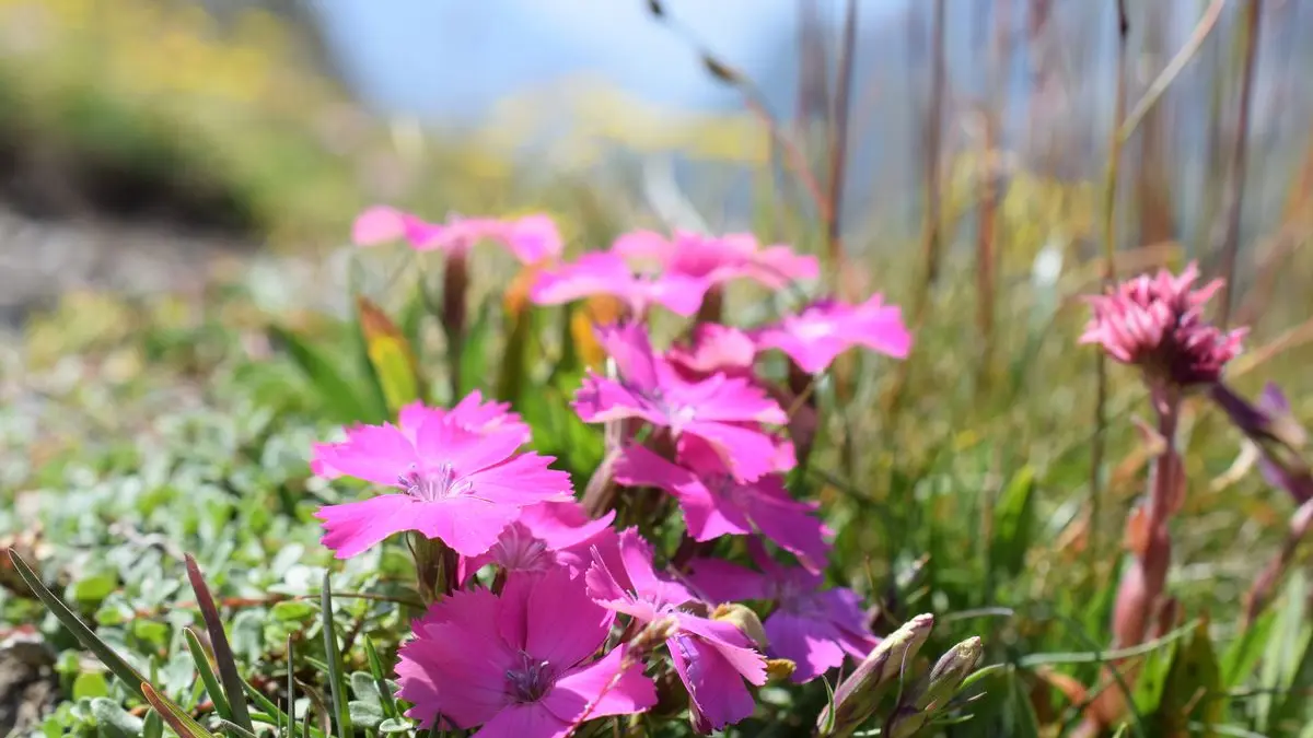 stage botanique flore alpine en Clarée