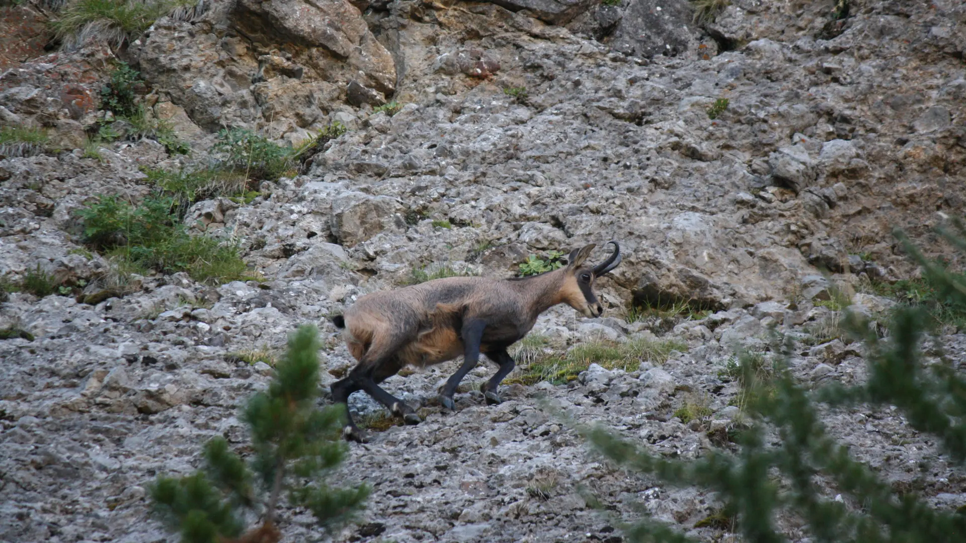 Randonnée faune sauvage Rando Terres d'Azur