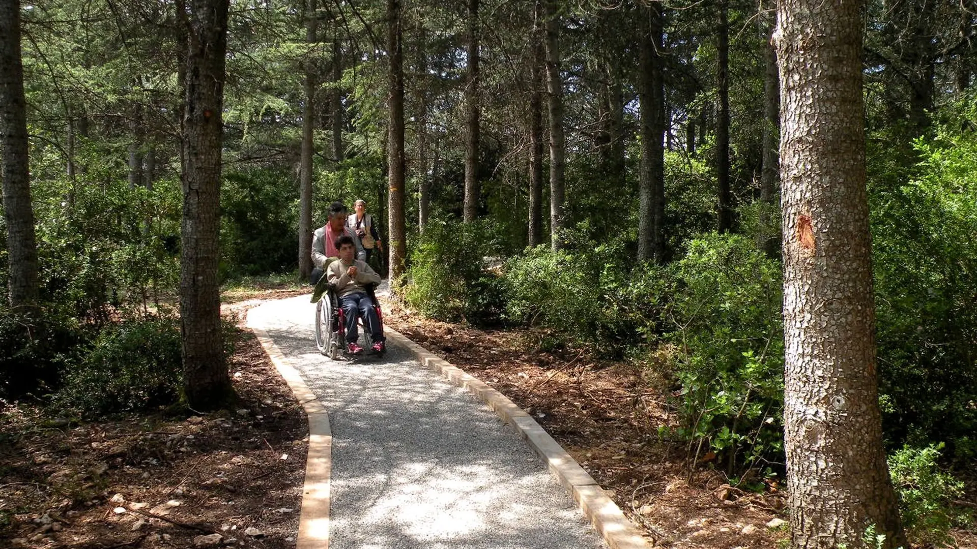 Sur le Chemin des Cèdres