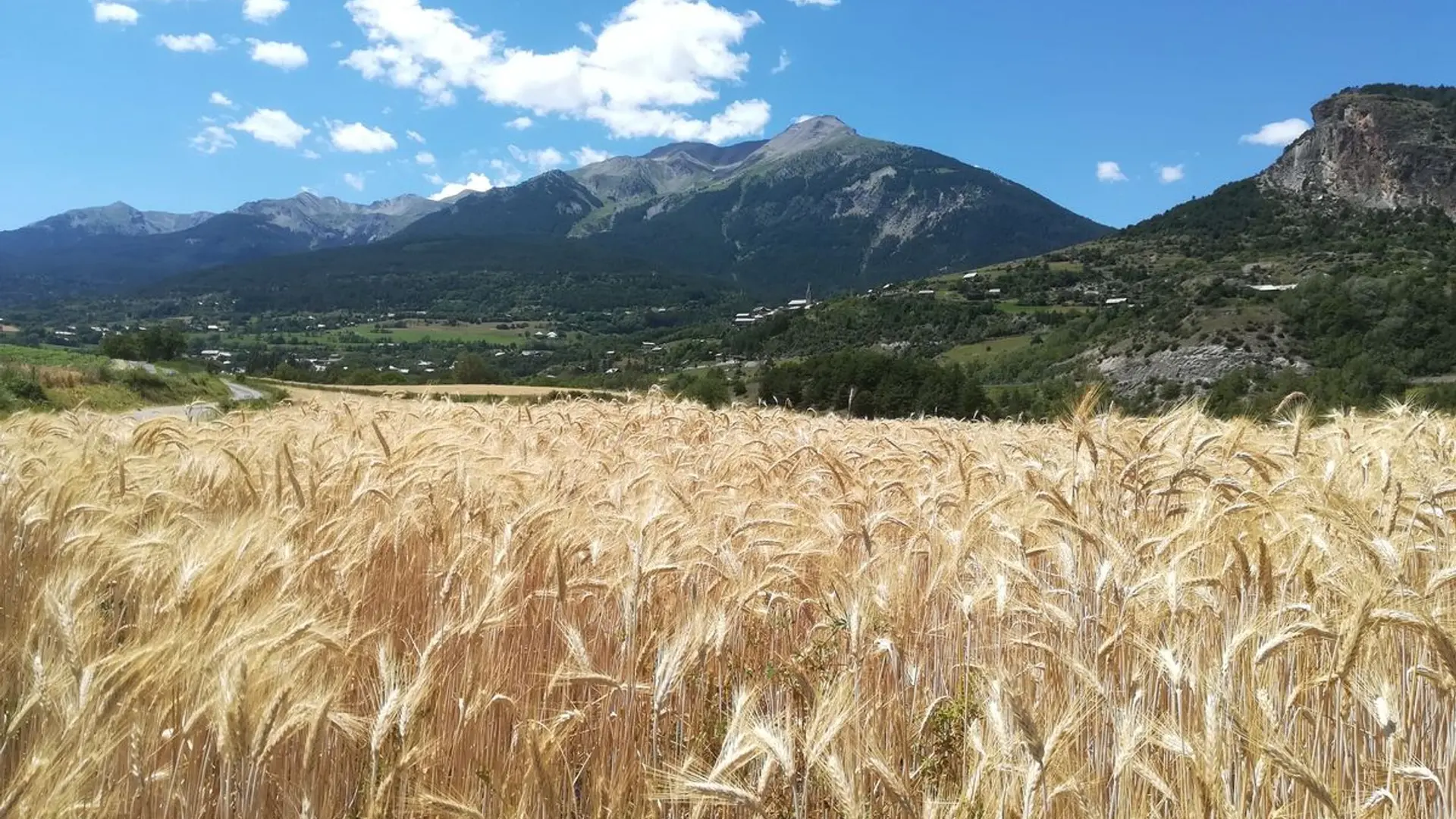 En bordure des champs de blé