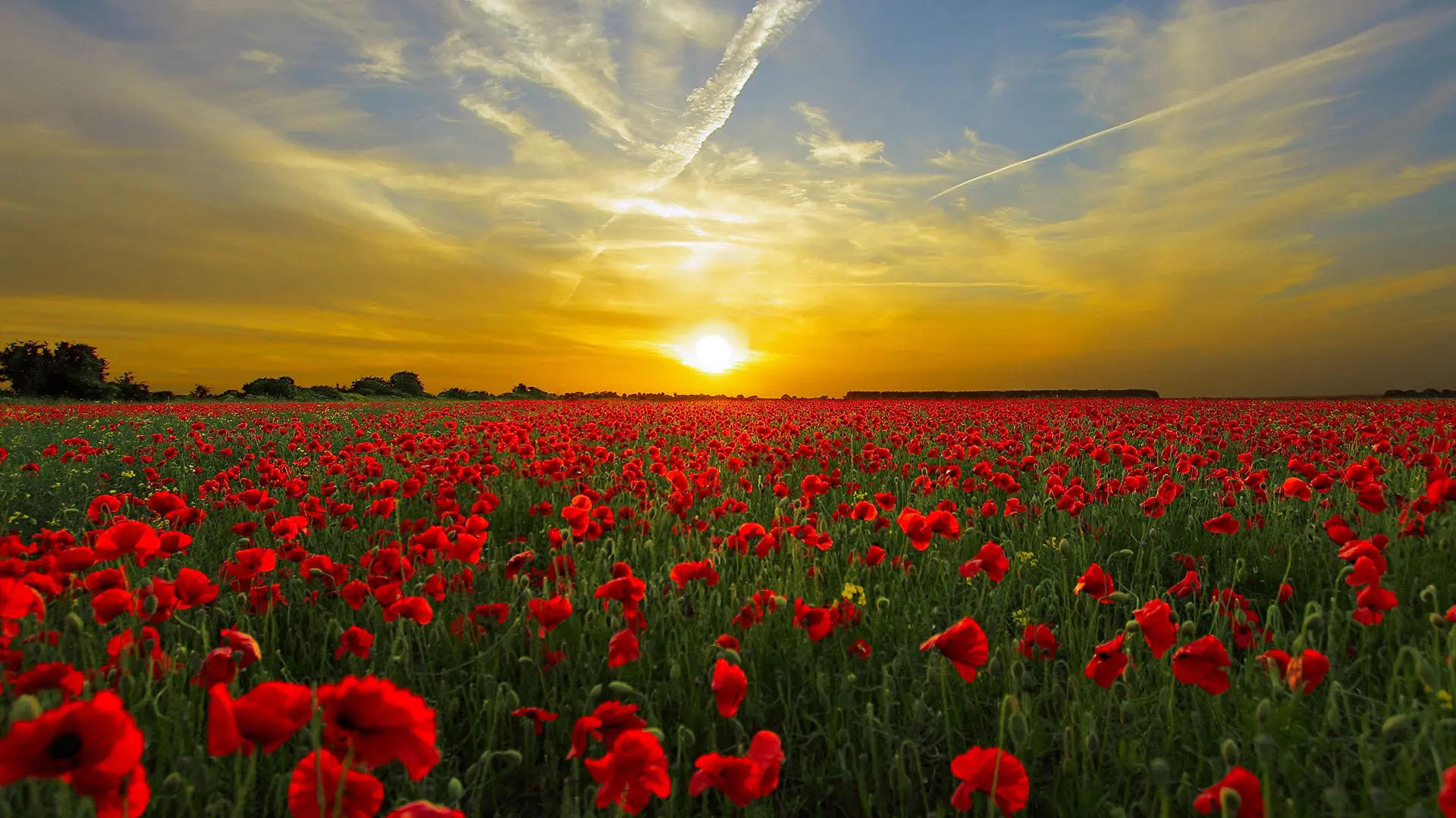 Champs de coquelicots