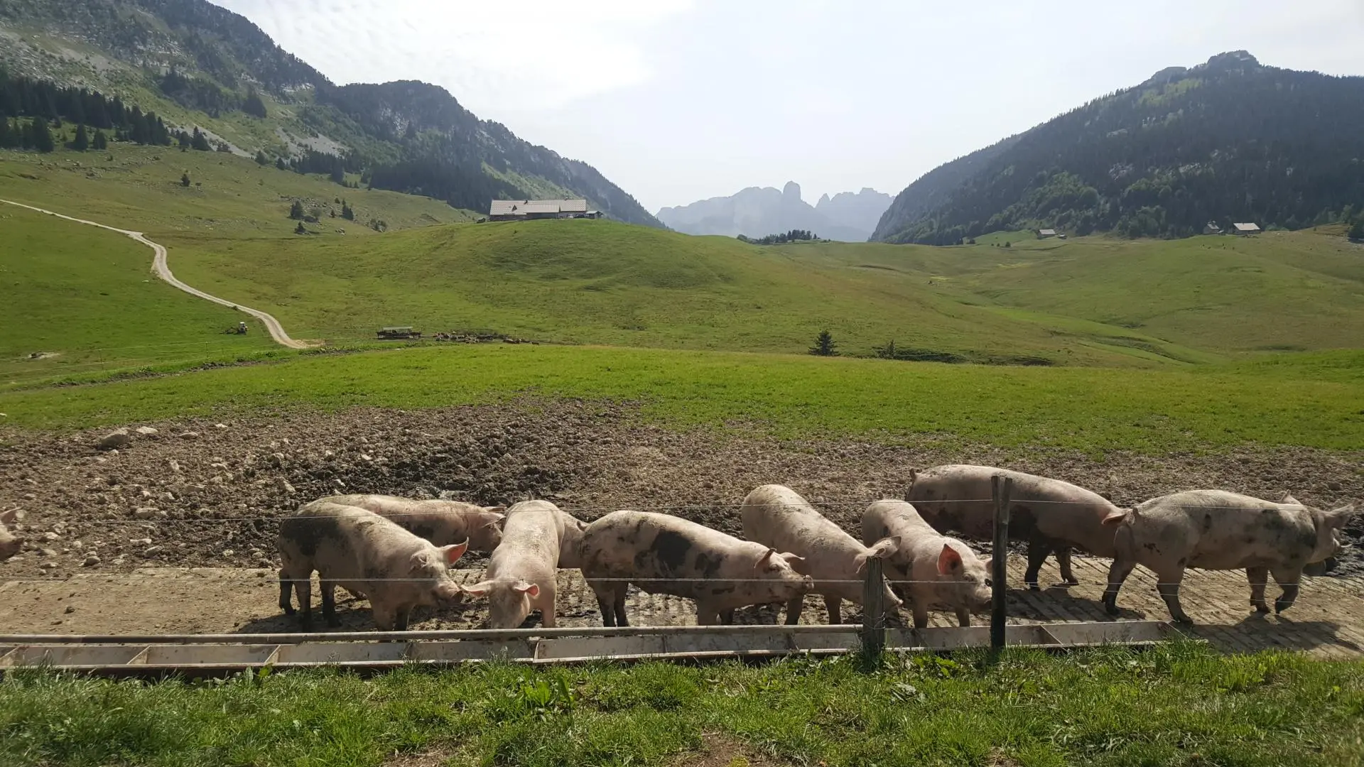 Les cochons du Plateau
