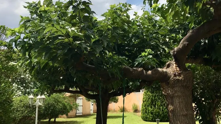 Location Villa Sous les Pins avec jardin et piscine à La Londe les Maures