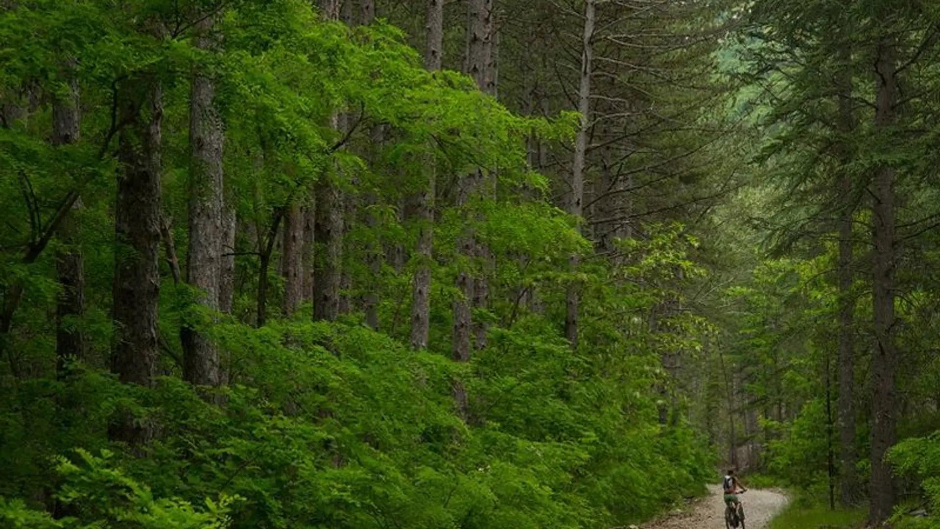 Ambiance forestière