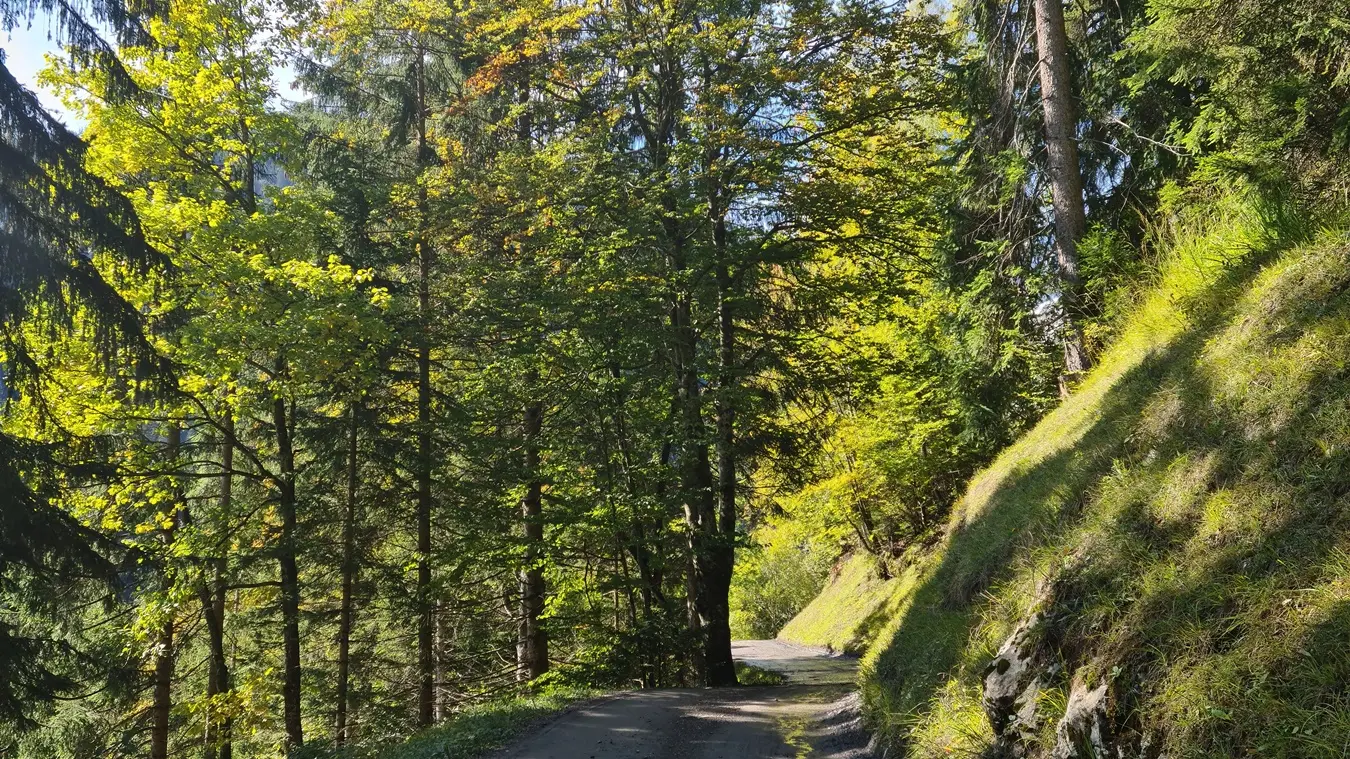 chemin forestier