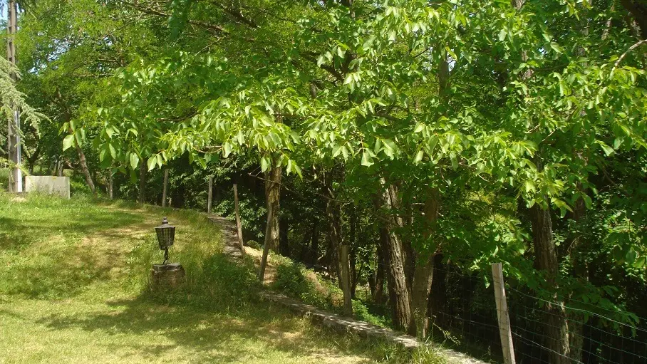 L' espace verdure devant la chambre