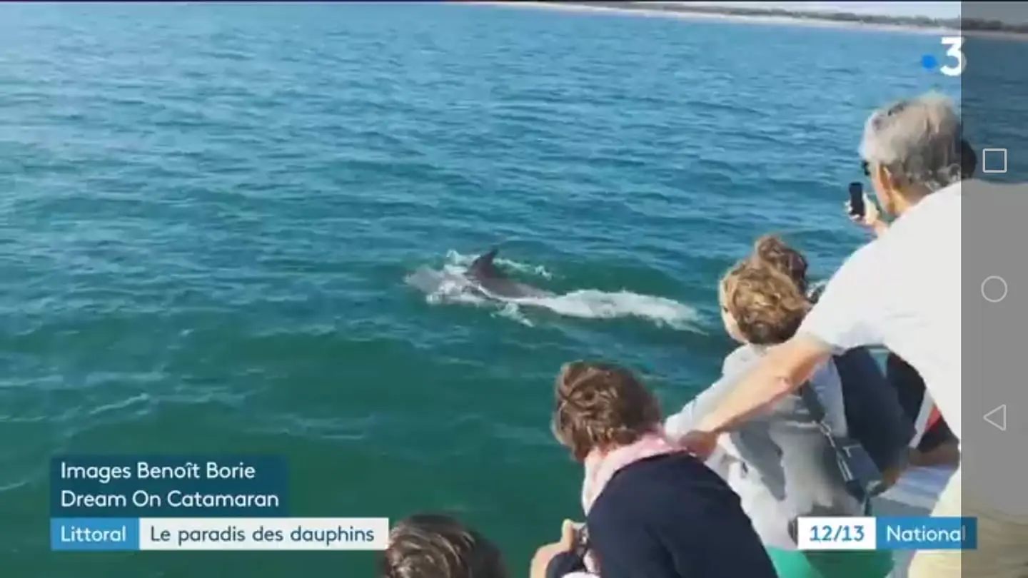 Reportage de France 3 sur le Dream'On avec observation des dauphins