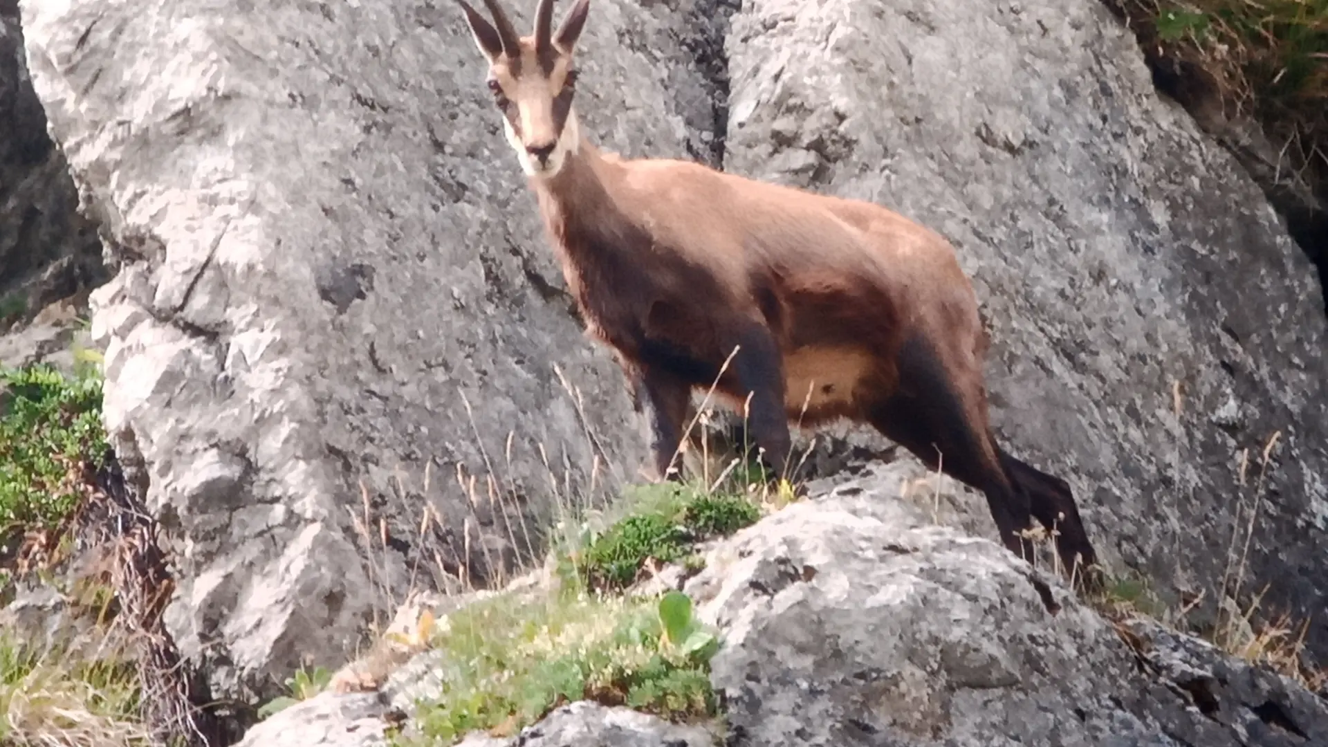chamois