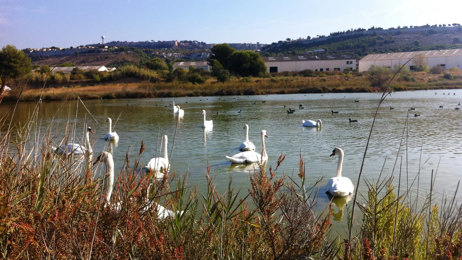 Les salins du Lion