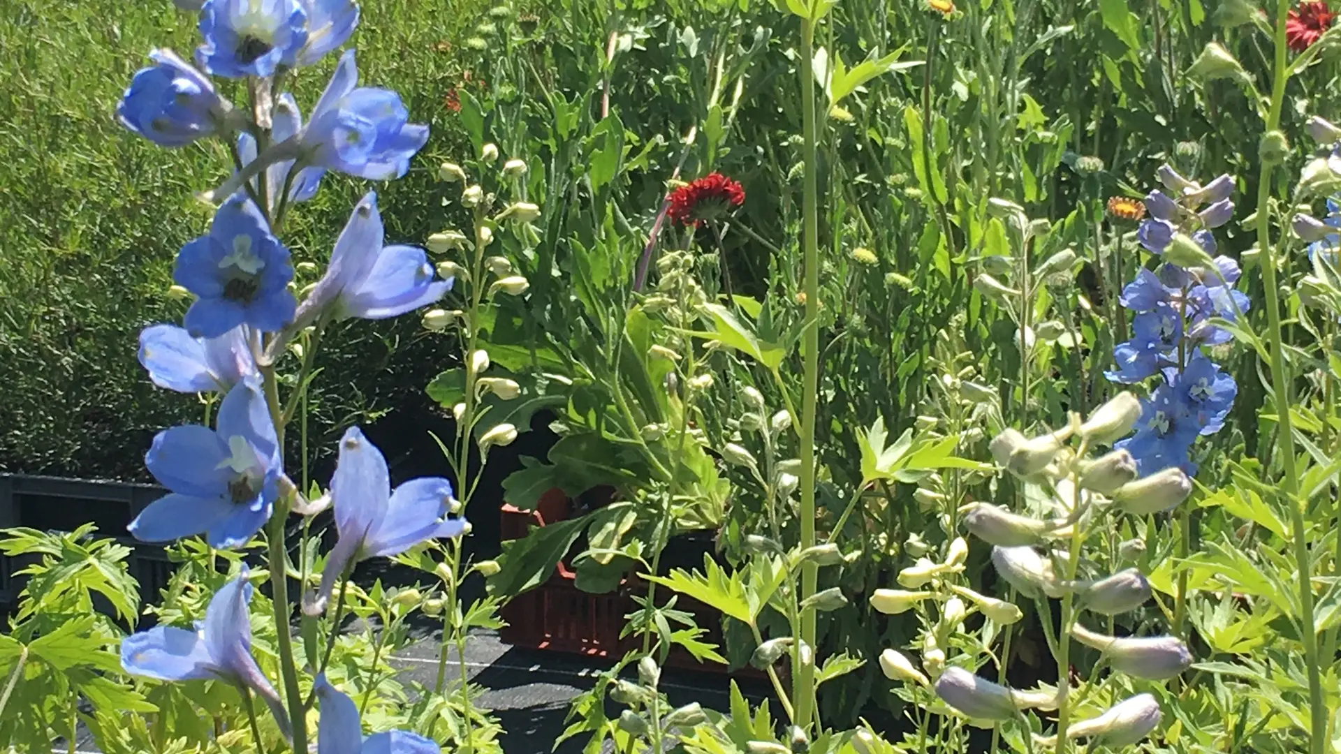 jardins_de_montagne_haberelullin